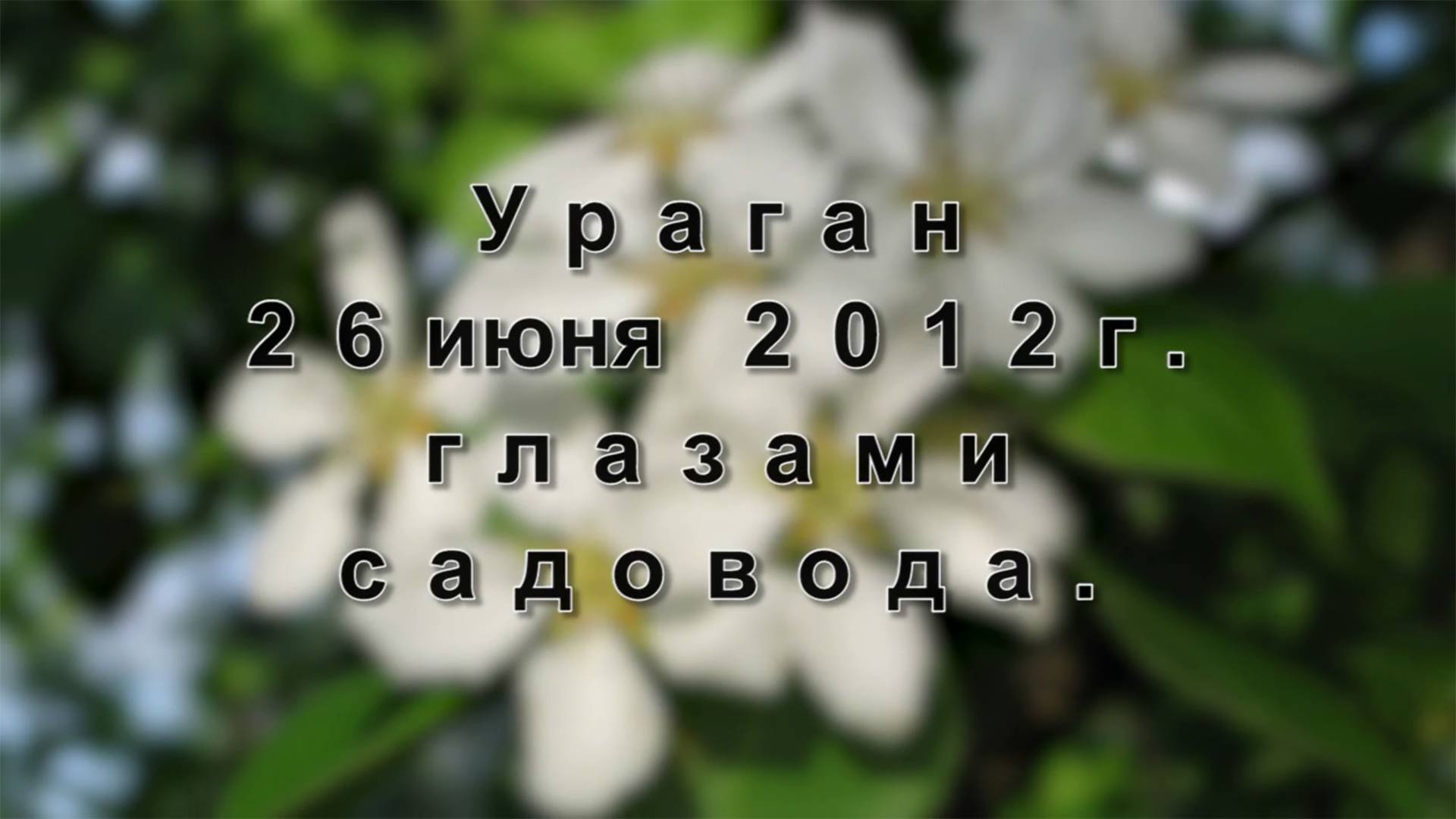 2012.06.26 Ураган глазами садовода