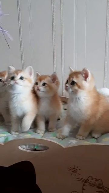 Британские котята