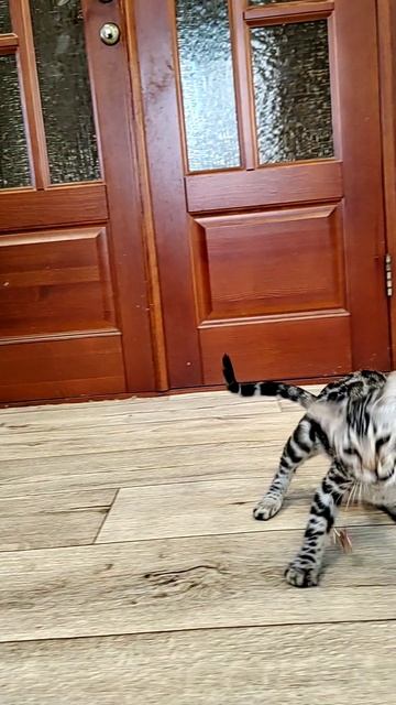 Бенгальские котята в окрасе серебро