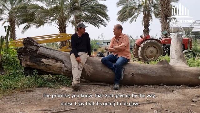 Majhoul Dates in the Jordan Valley