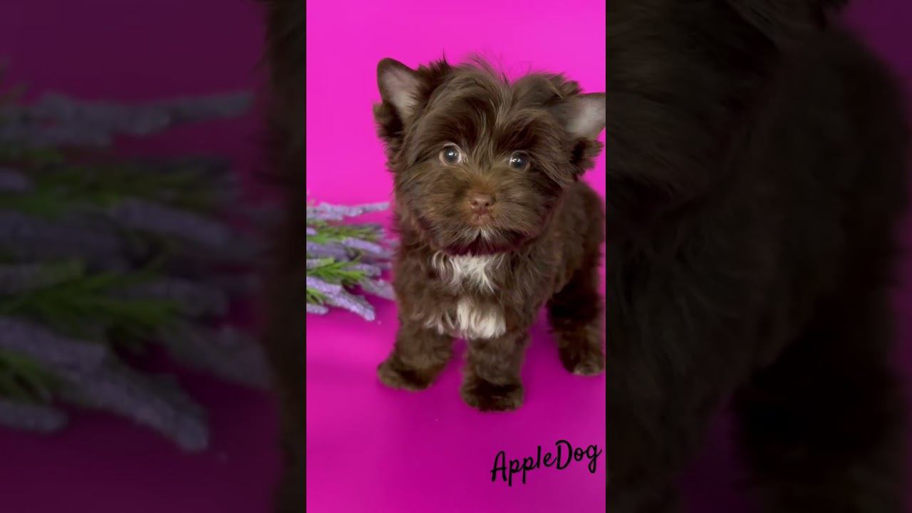 Шоколадный йорк Девочка 3 мес. Продается‼️☎️89101888188 Ольга #puppy  #chocolate  #щенок