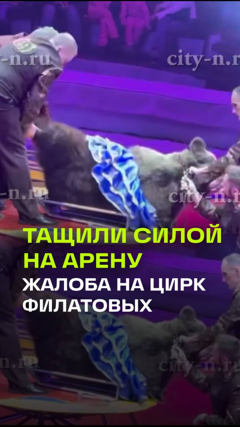 На цирк Филатовых пожаловались Путину: медведицу силой тащили на арену, животное сопротивлялось
