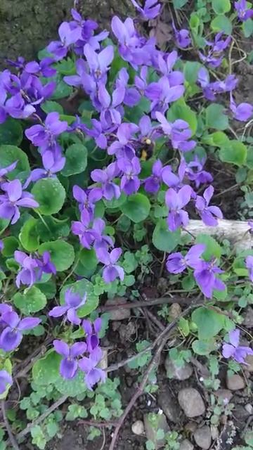 VID-20180408-WA0023