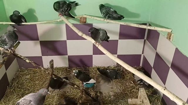 Обзор на голубиный приют в Эклектус