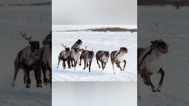 Ижемские мужики...