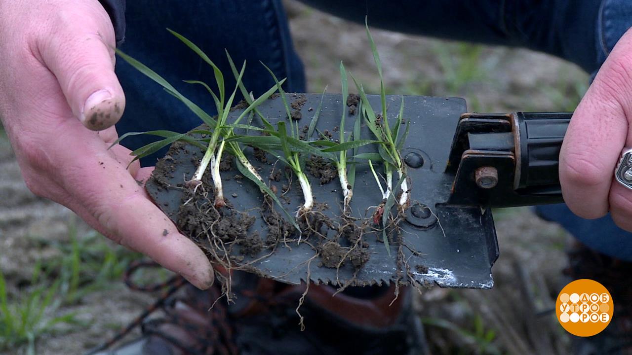 Теплая зима: что с озимыми? Доброе утро. Фрагмент выпуска от 11.02.2025