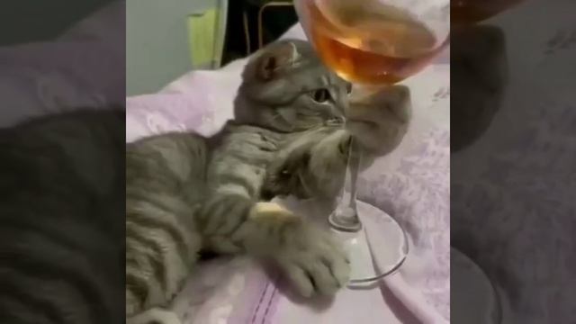 личный бармен:)