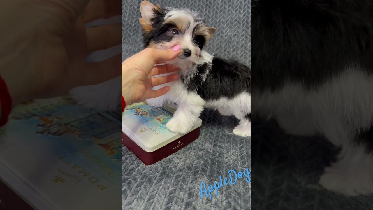 Щенок бивера мальчик. 3 мес. Яркий, без недостатков ☎️89101888188 Ольга #щенок #бивер #biewer