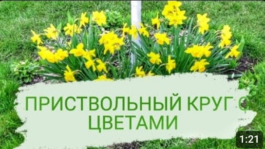 ПРИСТВОЛЬНЫЙ КРУГ С ЦВЕТАМИ. 13.04.2023г. БЕЛАРУСЬ,ГОМЕЛЬСКАЯ ОБЛАСТЬ