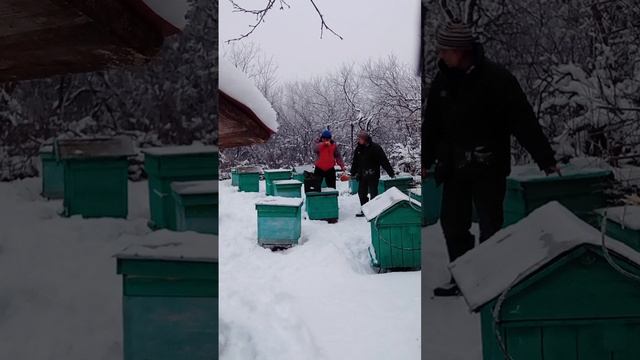 подкорм пчел