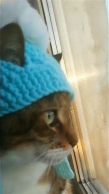 Смешные коты #36-1