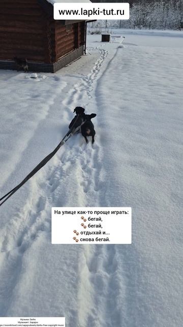 собаки 🐕