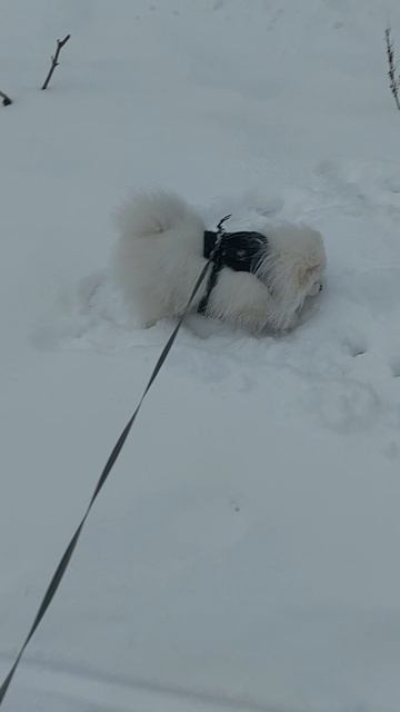 Любитель снега)