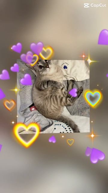 Мой кот Сеня
