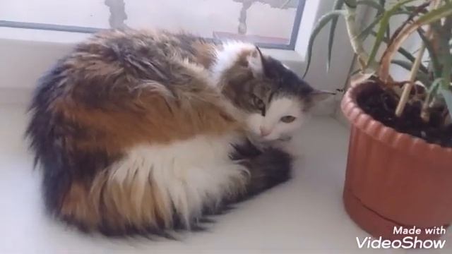 Моё детство /говорящая кошка