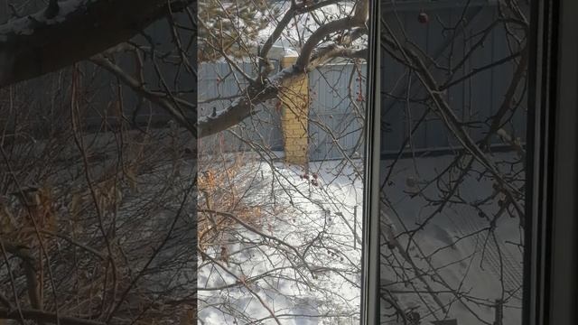 VID_20250211_131519.mp4