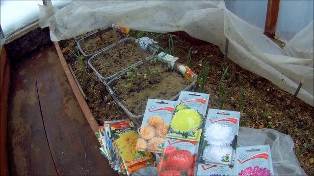 26 апреля 18гвыращивание китайской астры