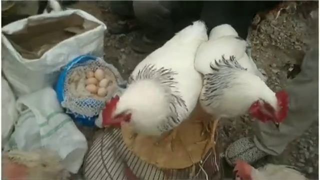 Парвариши паранда 2021 бозори Хочи шариф дакан кафтар заргуш нарху наво