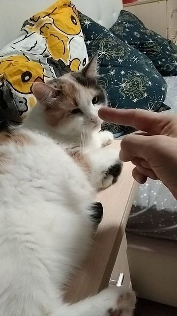 кошка Буся