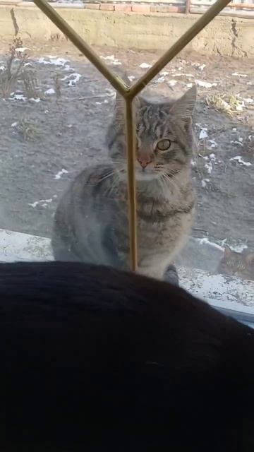 Котята с улицы потихоньку воссоединяются