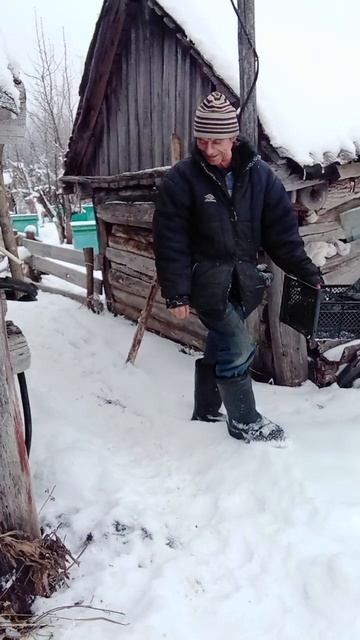 поросенок муха
