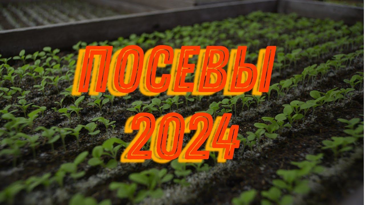 Посевы в новом рассаднике 2024!