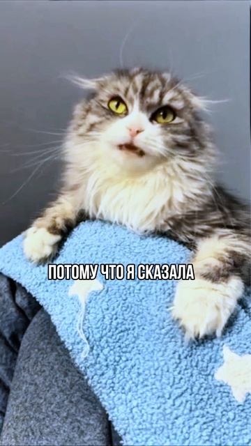 Хочу цветы #кототерапия#кошечки#приколыкоты#котыприколы#astenfamily#котик