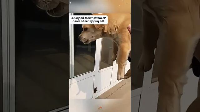 Когда хочется спать больше чем....MP4