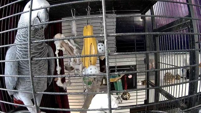 VID_20250211_131740_655.mp4