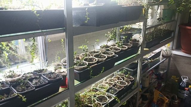 моя домашняя клумба и что в ней растет 😉. такой сад огород в доме зимой