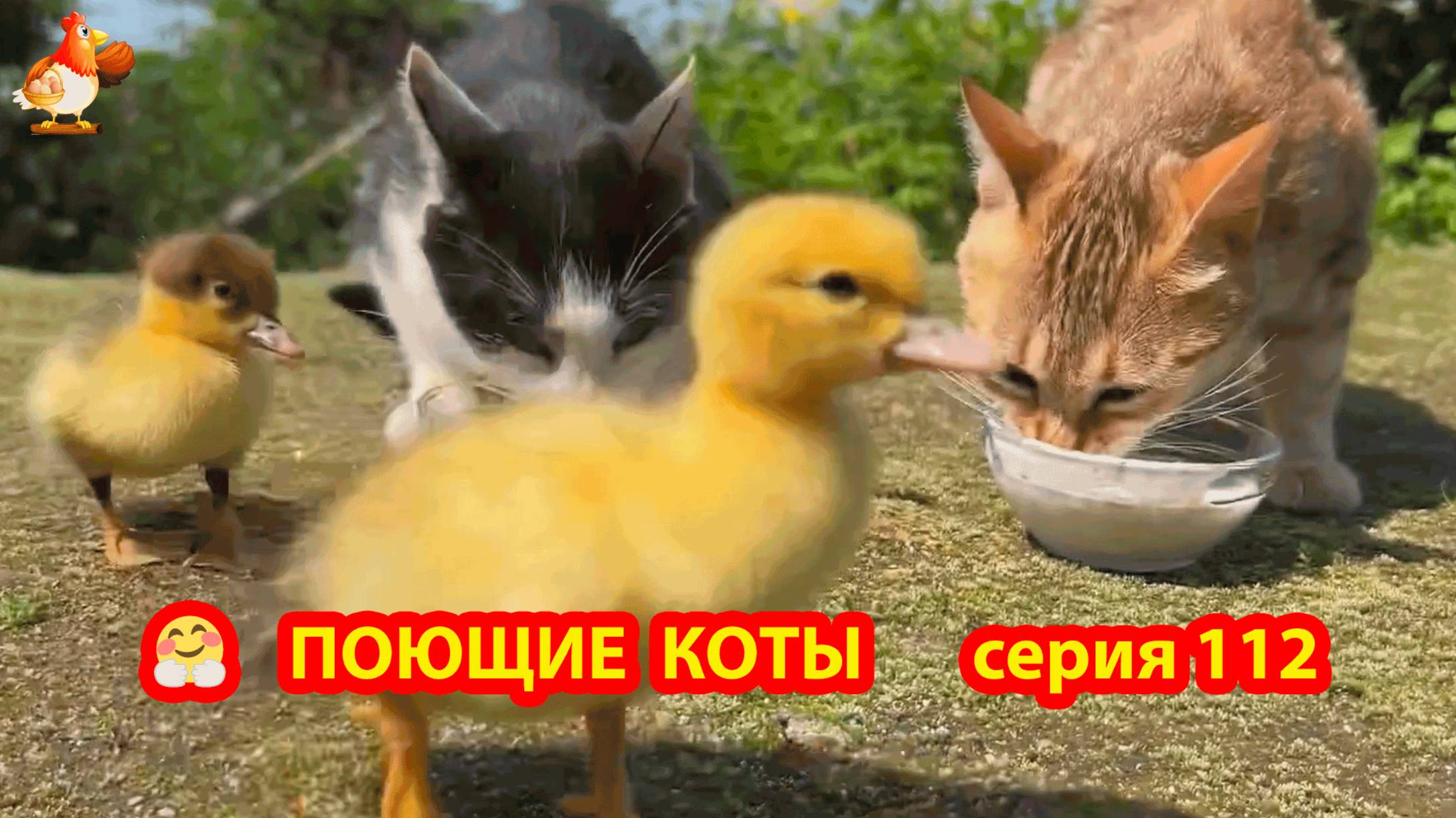 Крутые коты у птичьего двора серия (112) 🐈🐈⬛😹 Природа Абхазии и подворье с птицами и животными ❣