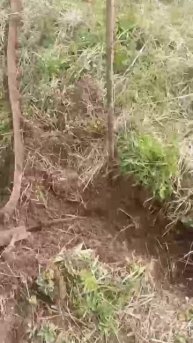 Откопали, а потом закопали.