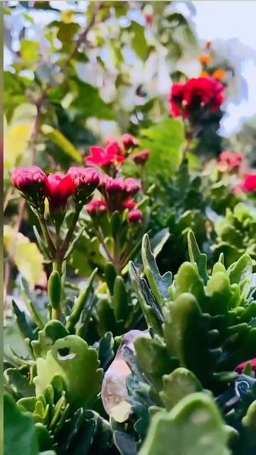 slow-motion flower video (Ad) from phone | mobile photography