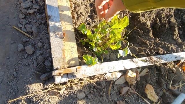 СУБОТА //  облаштовуємо грядочки ..,  і ще дещо робимо .... // СІЛЬСЬКИЙ ГОСПОДАР.