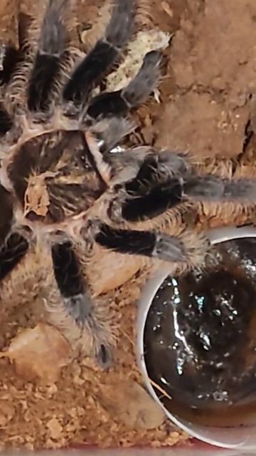 Honduran Curly Hair Tarantula (Brachypelma Albopilosum)