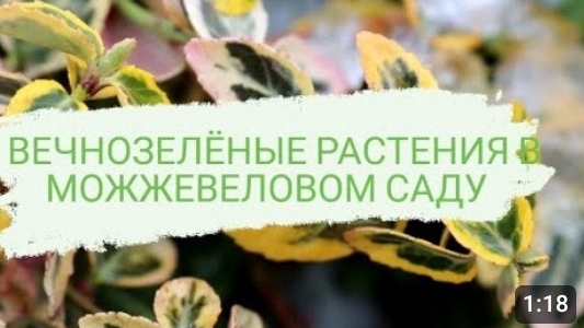 ВЕЧНОЗЕЛЁНЫЕ РАСТЕНИЯ В 🌲МОЖЖЕВЕЛОВОМ САДУ🌲. 1.02.2023 г. БЕЛАРУСЬ, ГОМЕЛЬСКАЯ ОБЛАСТЬ