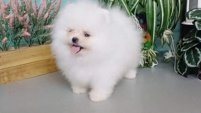 kennel Bestyle