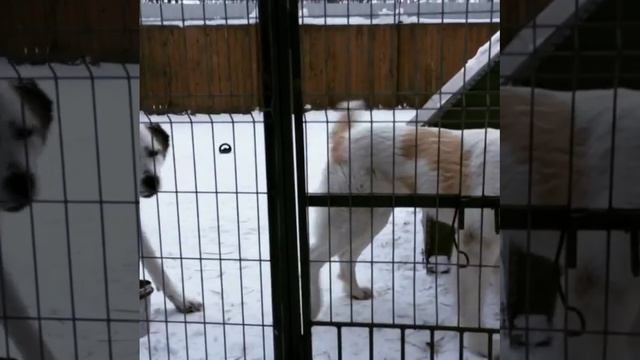 Кто-кто в теремочке живет. Два алабая в одной будке! #алабай #забавное #строимбудку #питомникалабаев