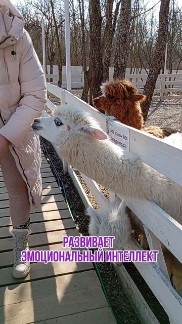 Альпакотерапия для снижения стресса😉Хочешь узнать, как управлять энергией? Подписывайся🤍 #альпака