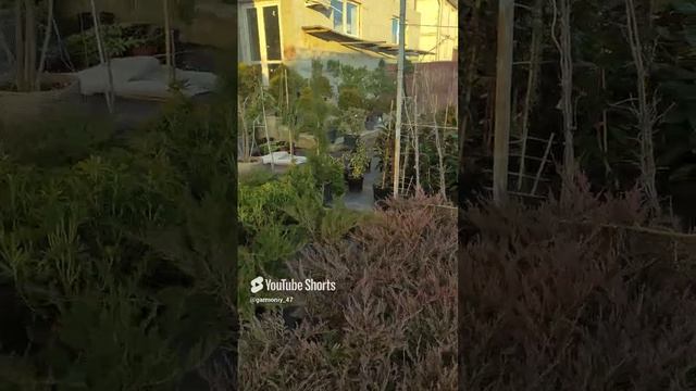 Что надо знать при посадке растений в приствольный круг плодовых деревьев. #сад #дача #garden