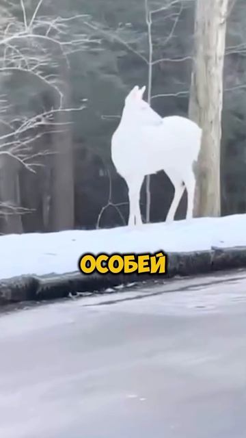 Белоснежный олень-альбинос вышел на дорогу [OGN]