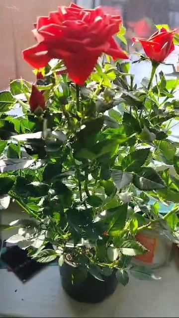Дарите женщинам цветы 🌹🌹🌹
