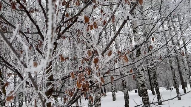 Bublic заснеженные деревья