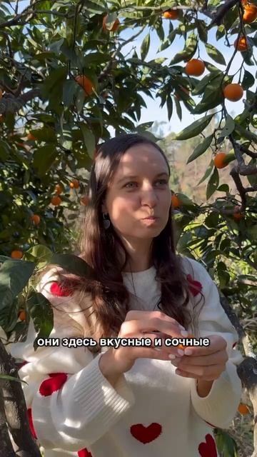 Едим мандарины прямо с дерева в садах солнечной Абхазии