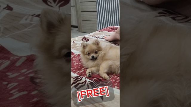 [FREE] Бит для быстрой читки,меняющиеся бит.
