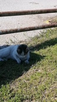 ОХОТА НА ЯЩЕРИЦ. ТУРЦИЯ 2025.