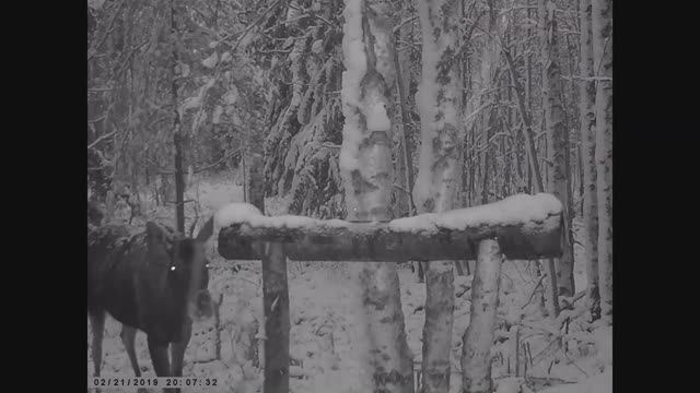 ЛОСИХА НА СОЛОНЦЕ _ видео с фотоловушки