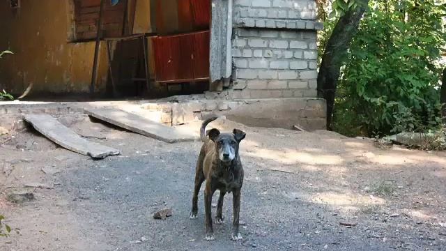 Горловский_приют для бездомных животных