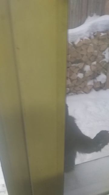 тиша