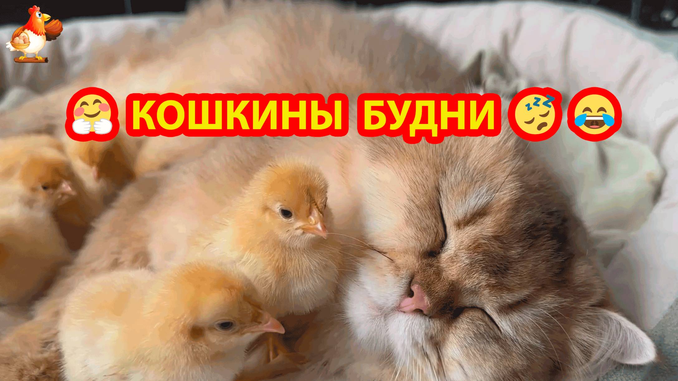 Кошкины будни не всегда проходят в отдыхе 😹🥰❣️